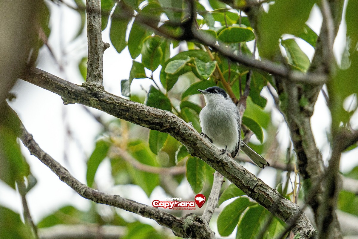 Tropical Gnatcatcher - ML572252741