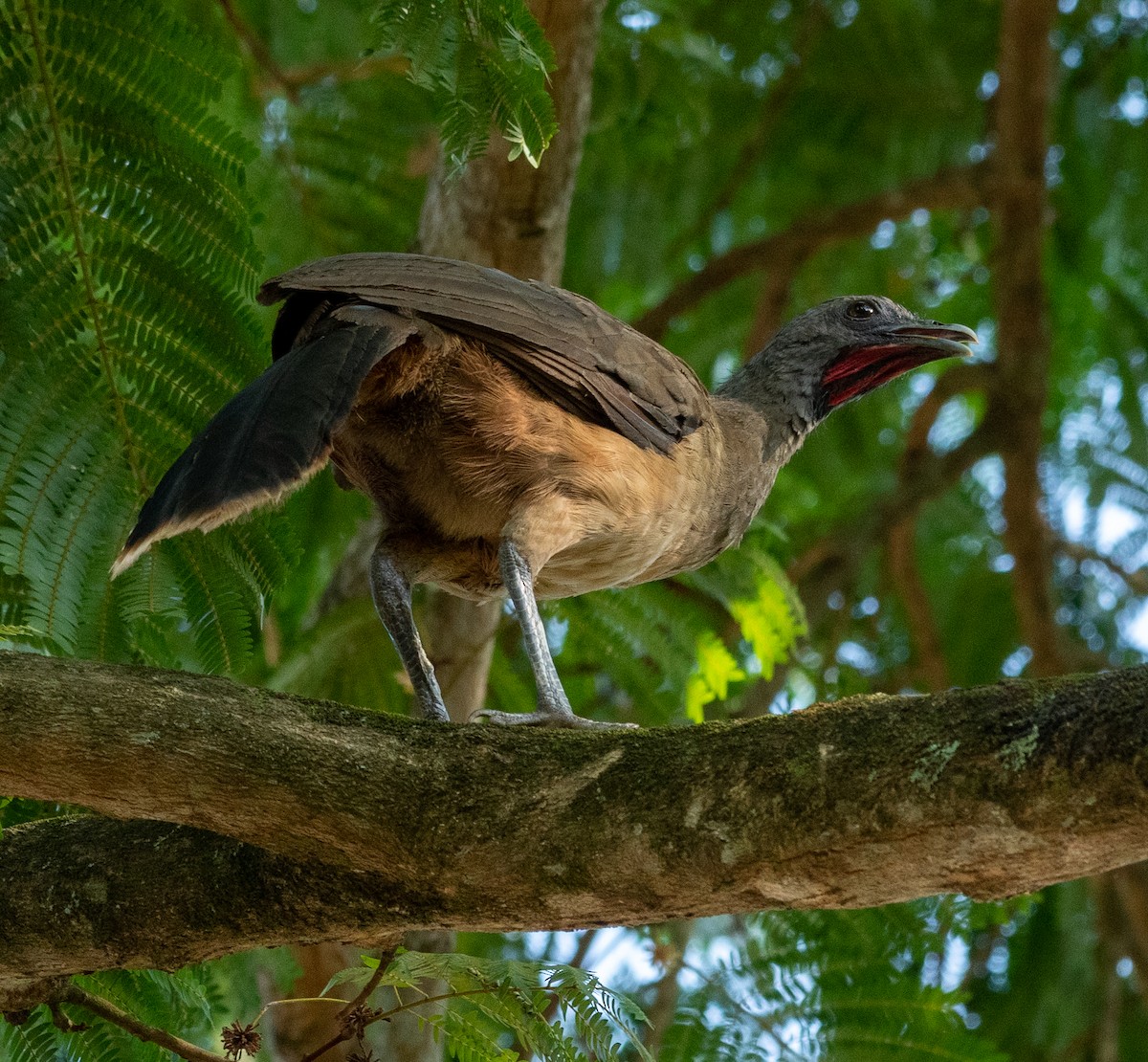 Plain Chachalaca - Andres Paniagua