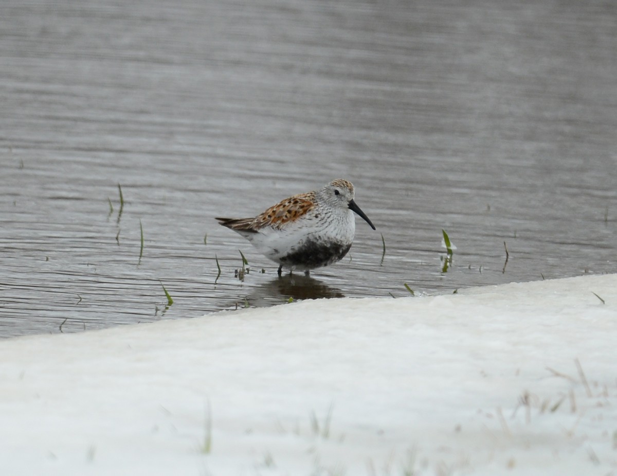 Dunlin - ML57225461