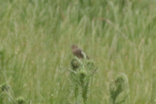 Grasshopper Sparrow - ML572255811