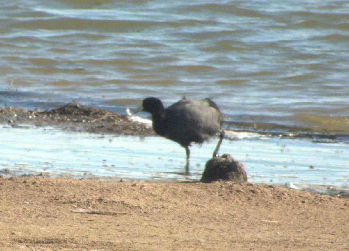 coot sp. - ML572256031