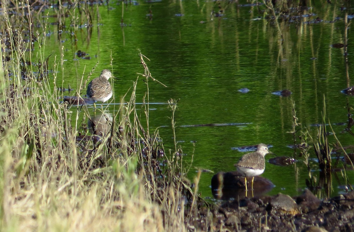 Solitary Sandpiper - ML57225611
