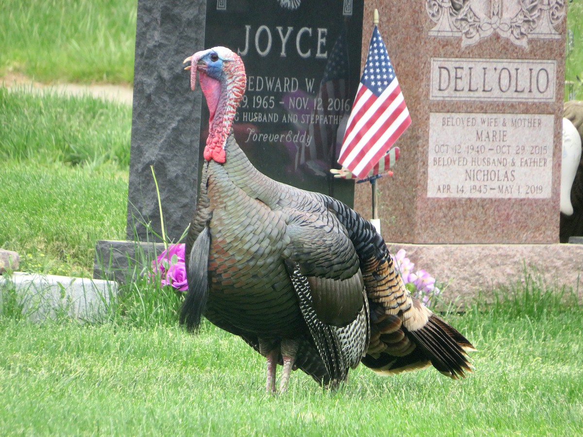 Wild Turkey - ML572257961