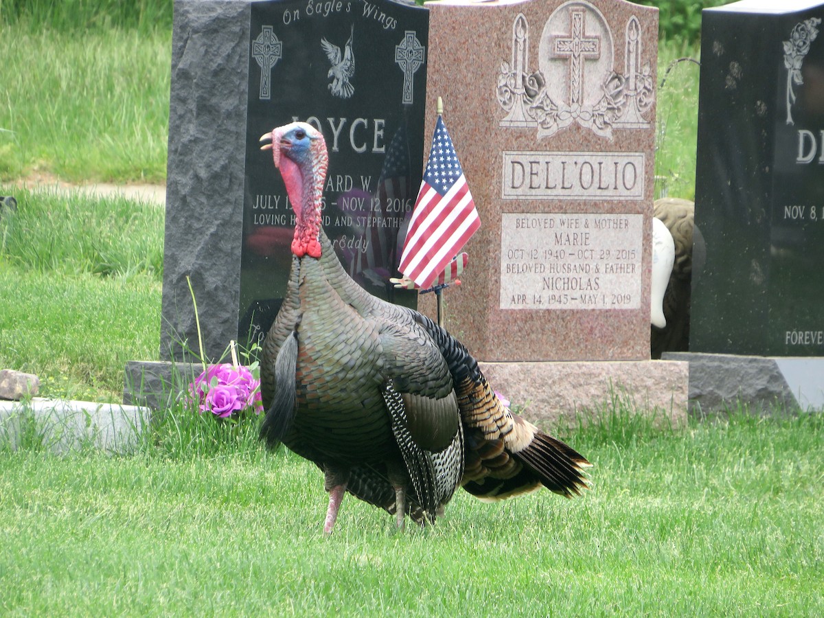 Wild Turkey - ML572257971