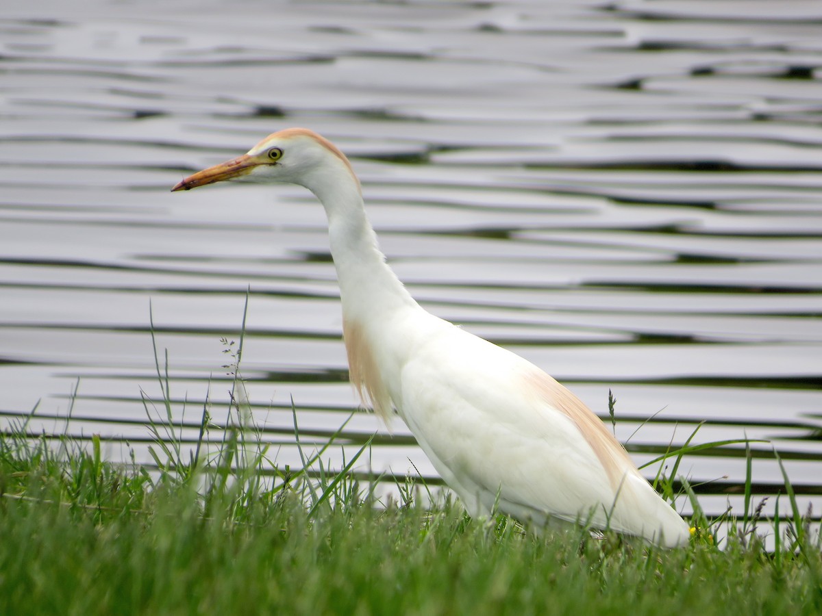 Western Cattle-Egret - ML572258181