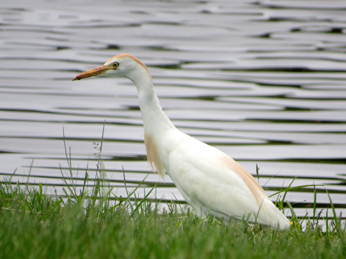 Western Cattle Egret - ML572258181