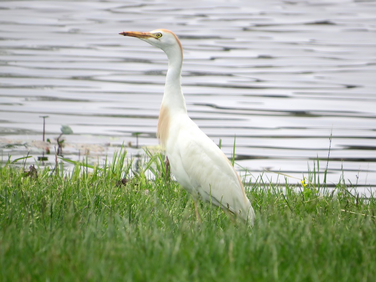 Western Cattle Egret - ML572258201