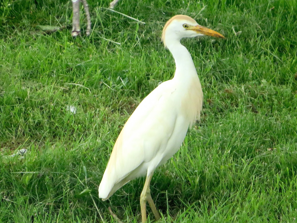 Western Cattle-Egret - ML572258241