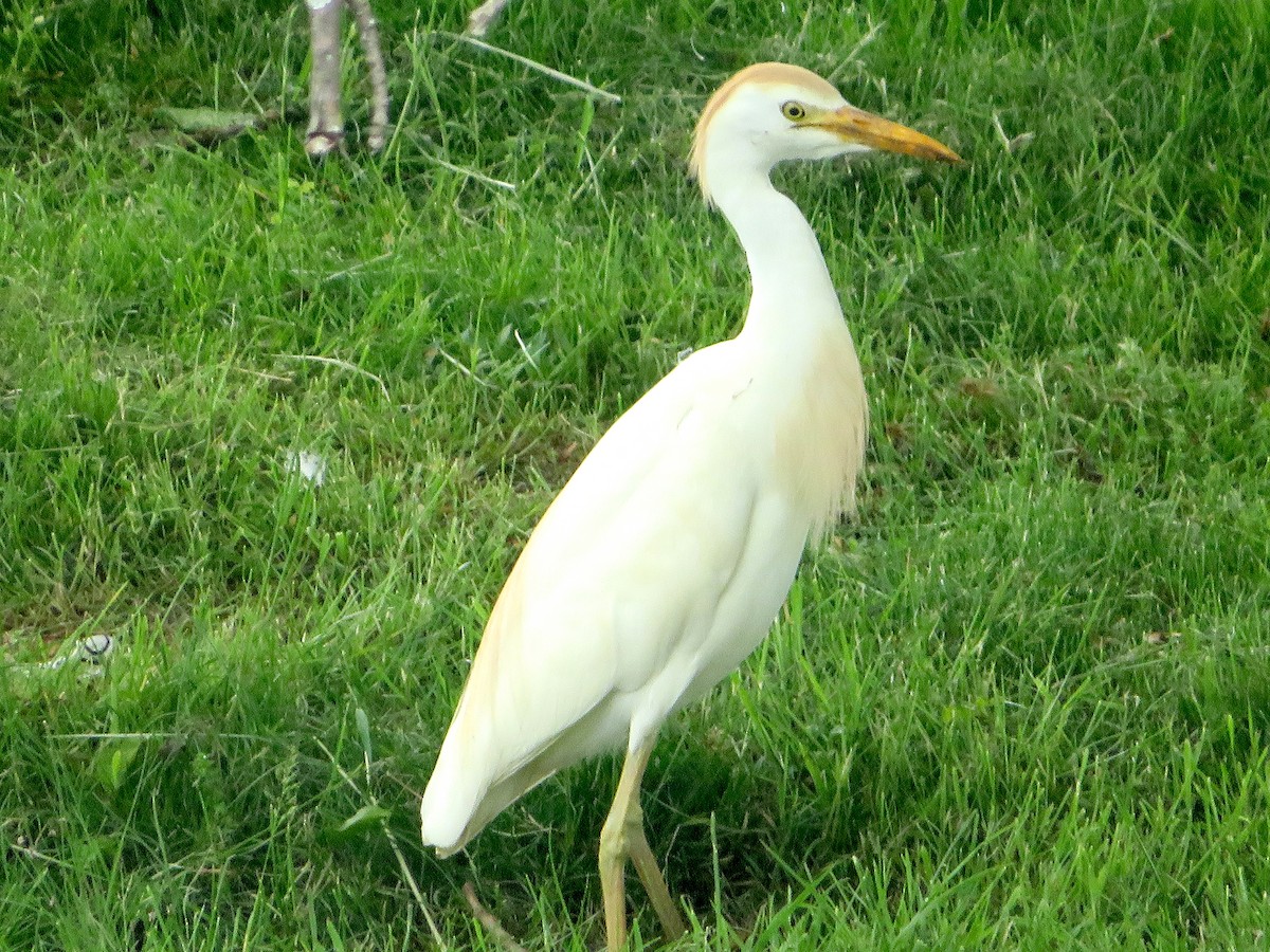 Western Cattle Egret - Nick Dawson