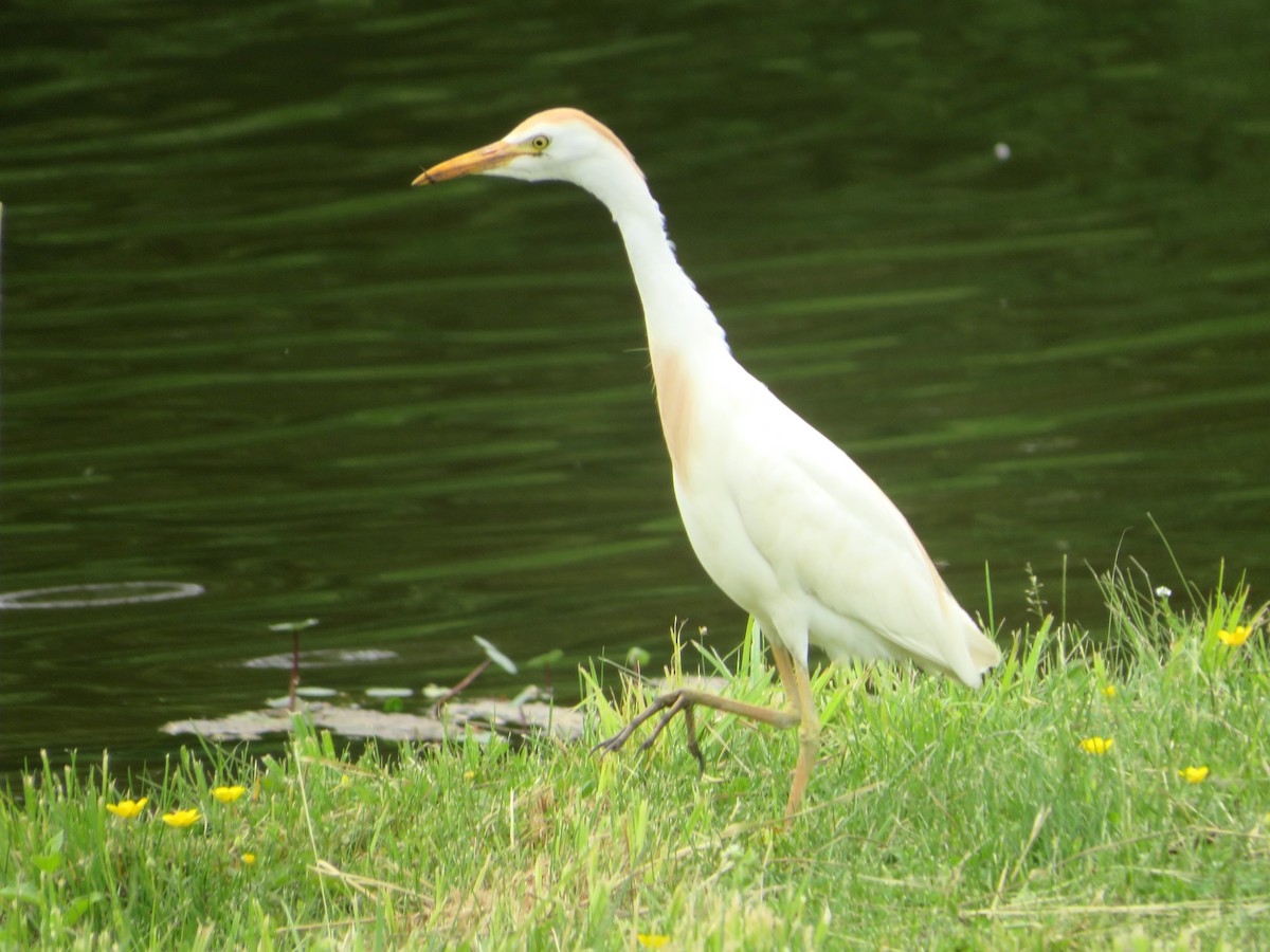 Western Cattle-Egret - ML572258261