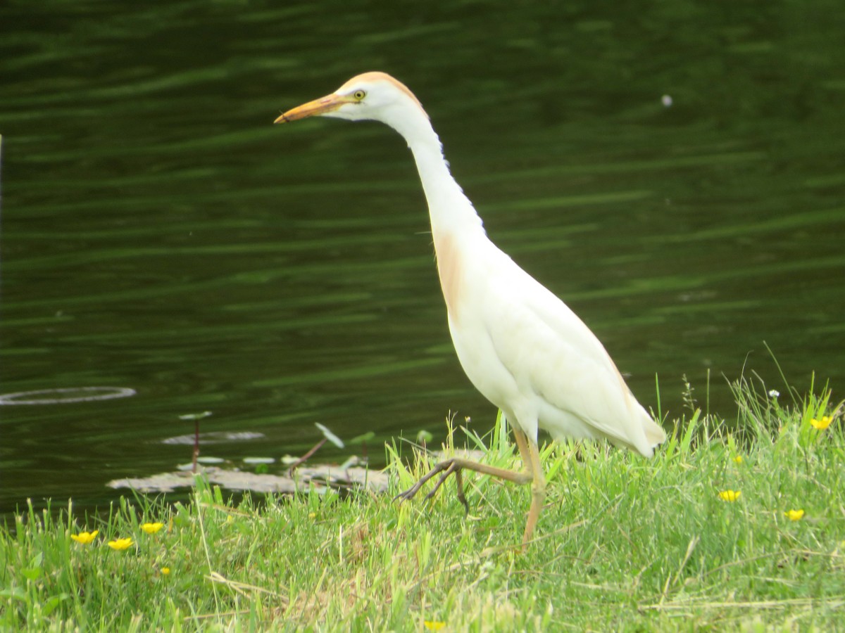 Western Cattle Egret - ML572258261