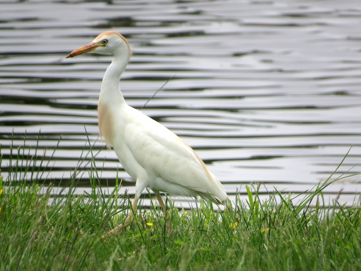 Western Cattle-Egret - ML572258281