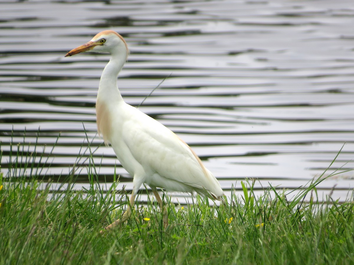 Western Cattle Egret - Nick Dawson