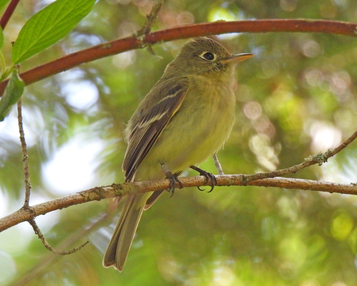 Western Flycatcher (Pacific-slope) - ML572258781