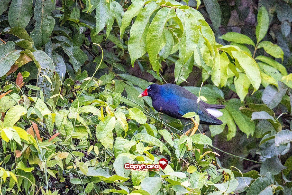 Purple Gallinule - ML572259421