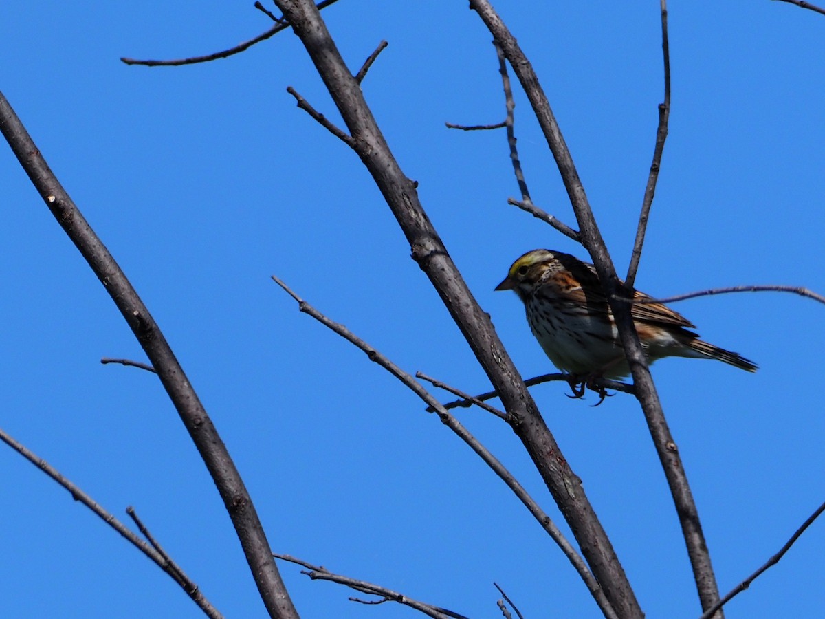 Savannah Sparrow - ML572259961