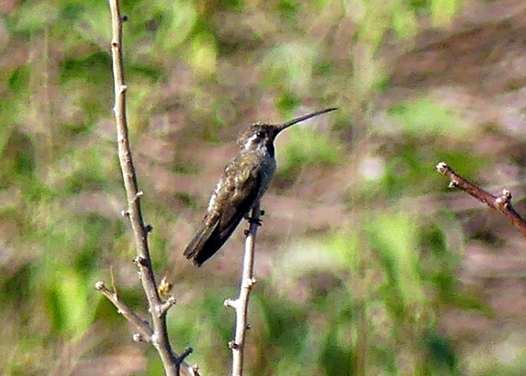 Plain-capped Starthroat - ML572260111