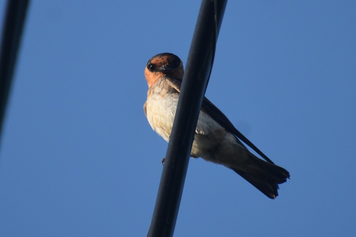 Cave Swallow - Claire H