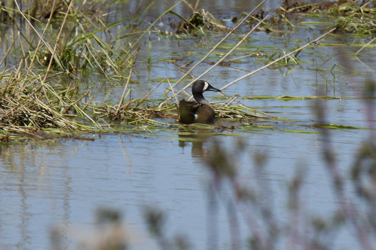 Blue-winged Teal - ML572260881