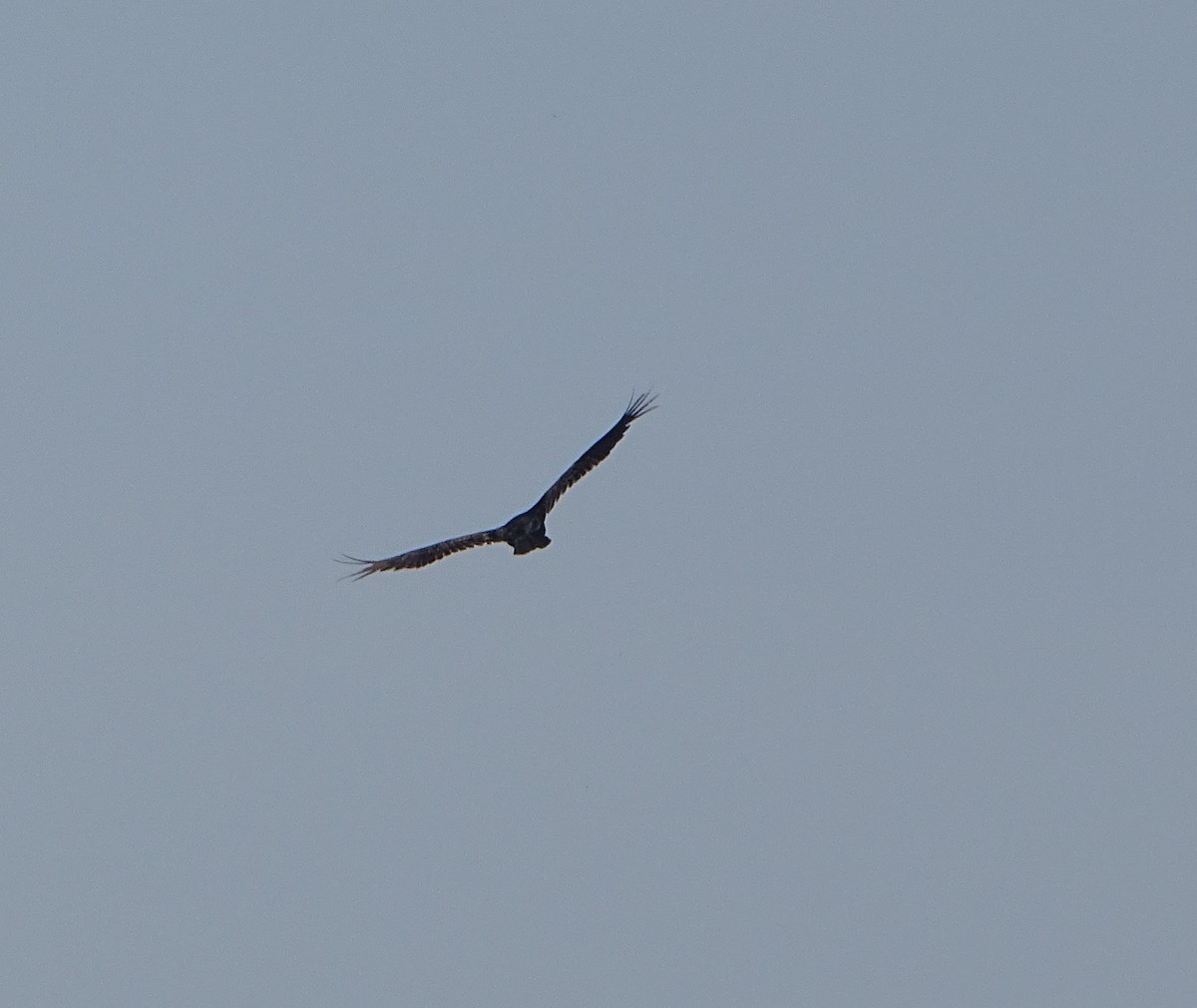 Turkey Vulture - ML572261101