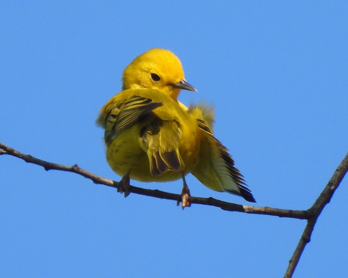 Northern Yellow Warbler - ML572261611