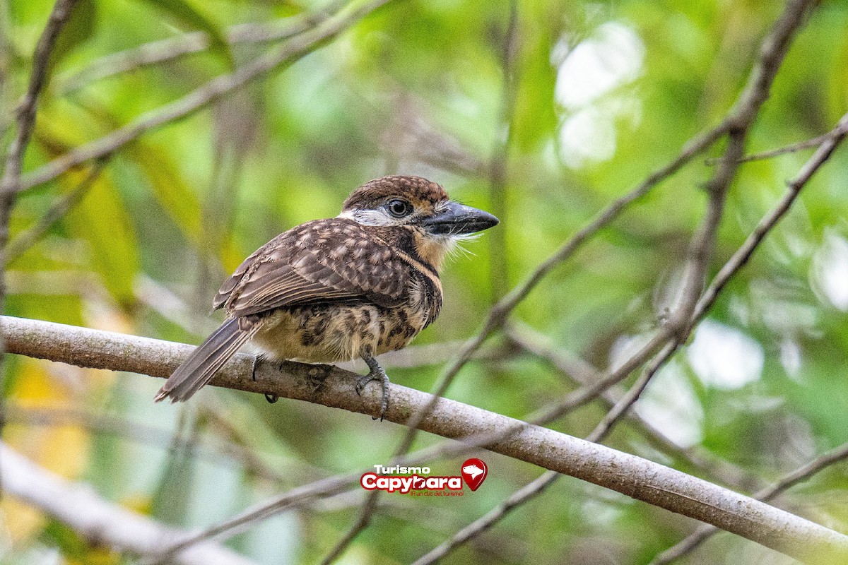Two-banded Puffbird - ML572261821