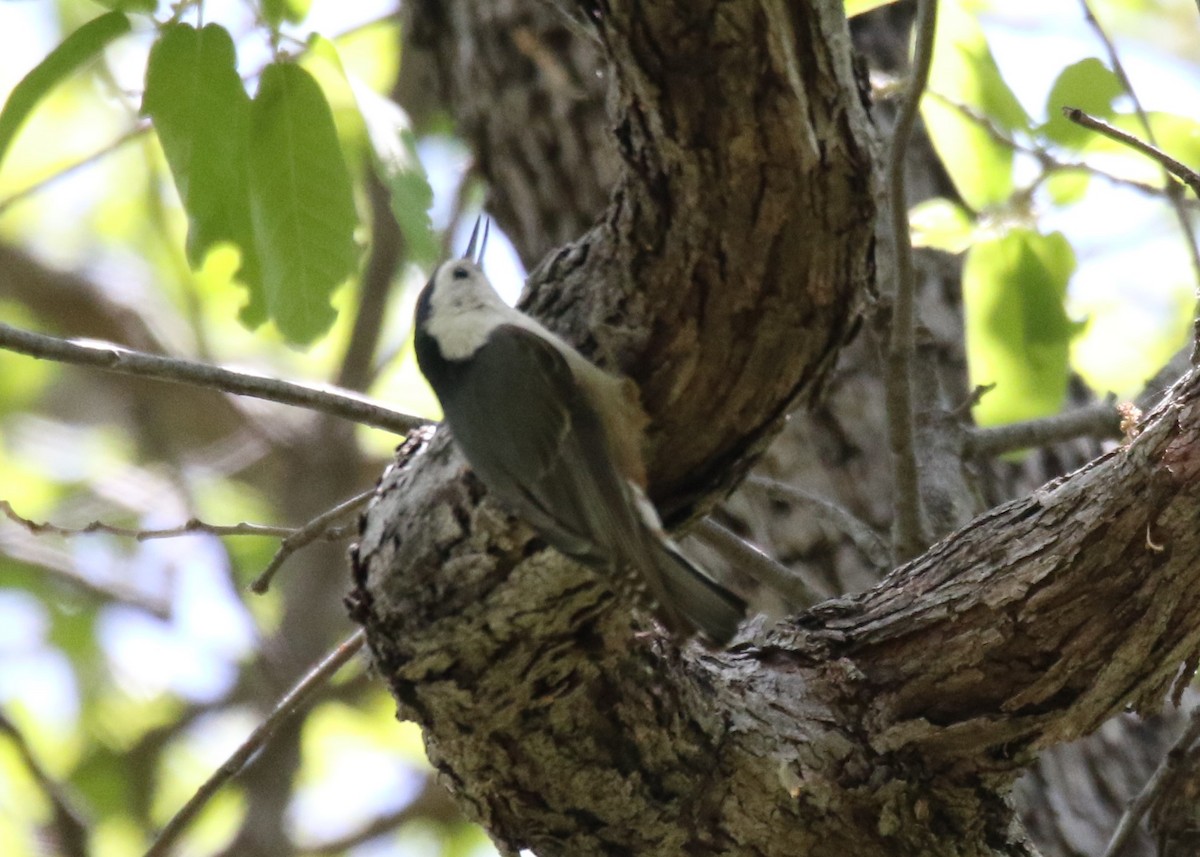 White-breasted Nuthatch - ML572262171