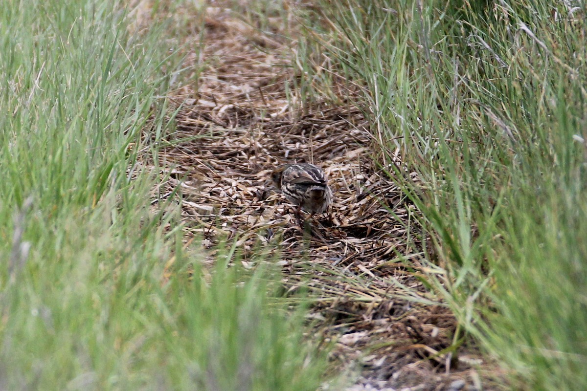 Saltmarsh Sparrow - ML57226231