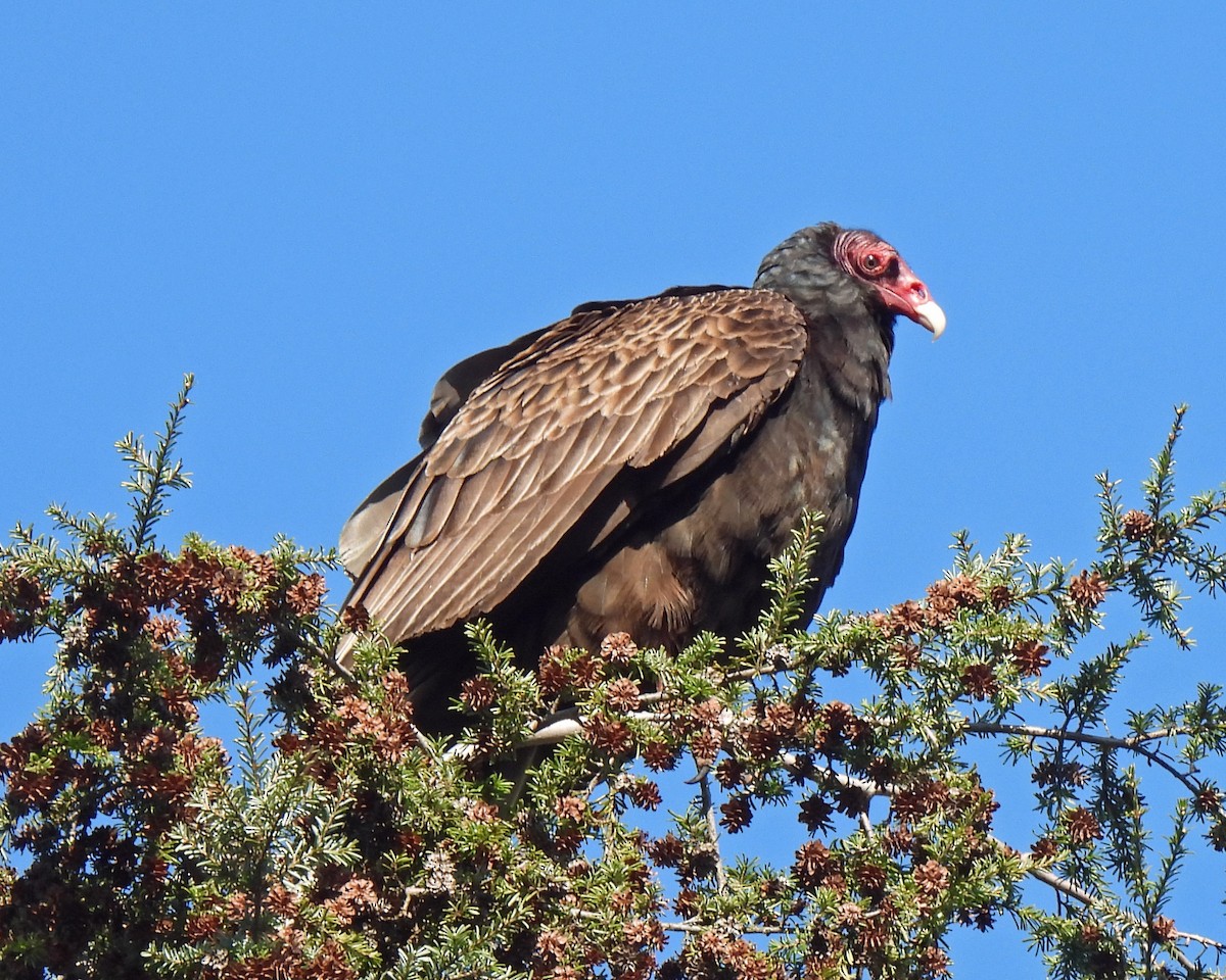 Turkey Vulture - ML572262341