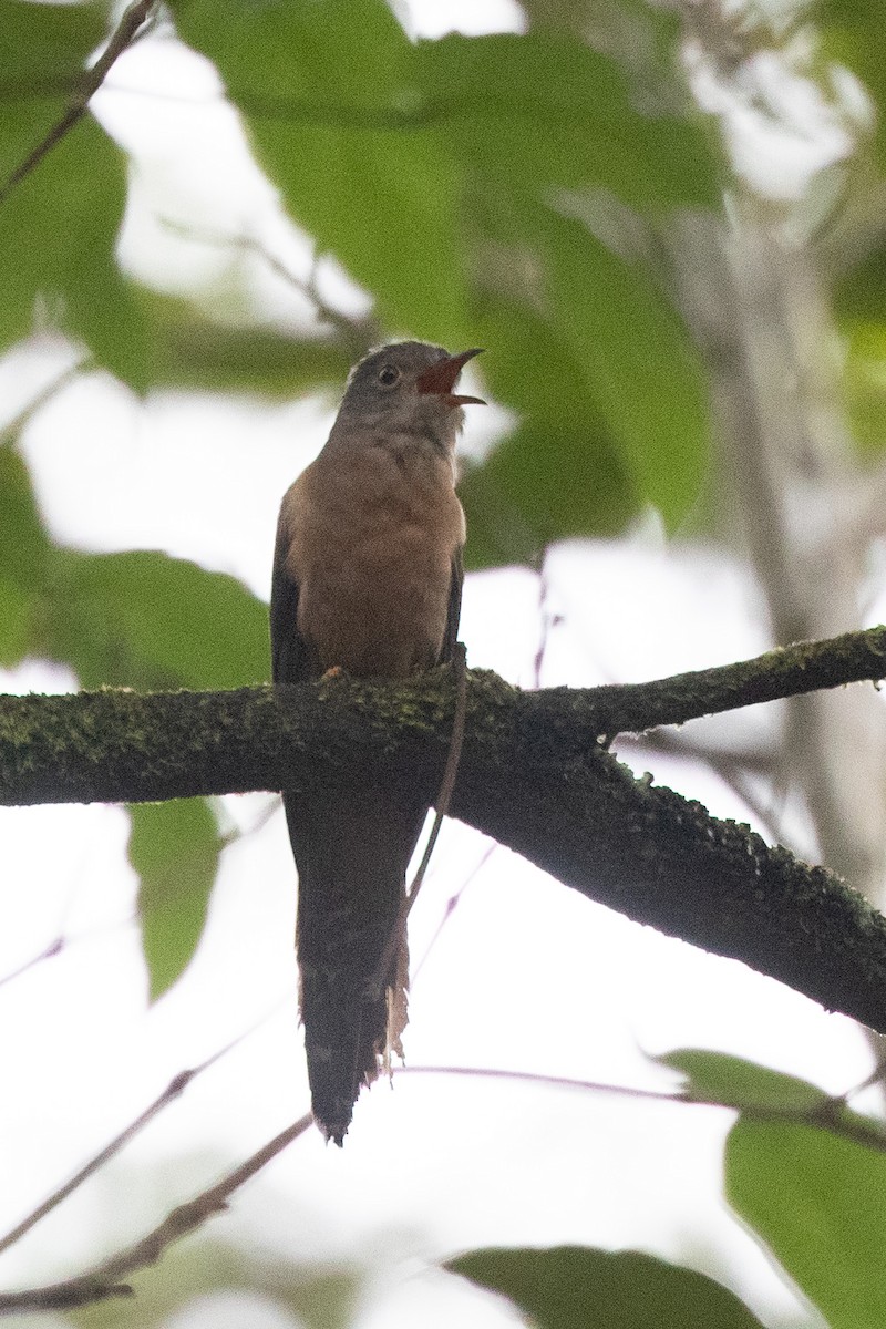 Plaintive Cuckoo - ML572262571