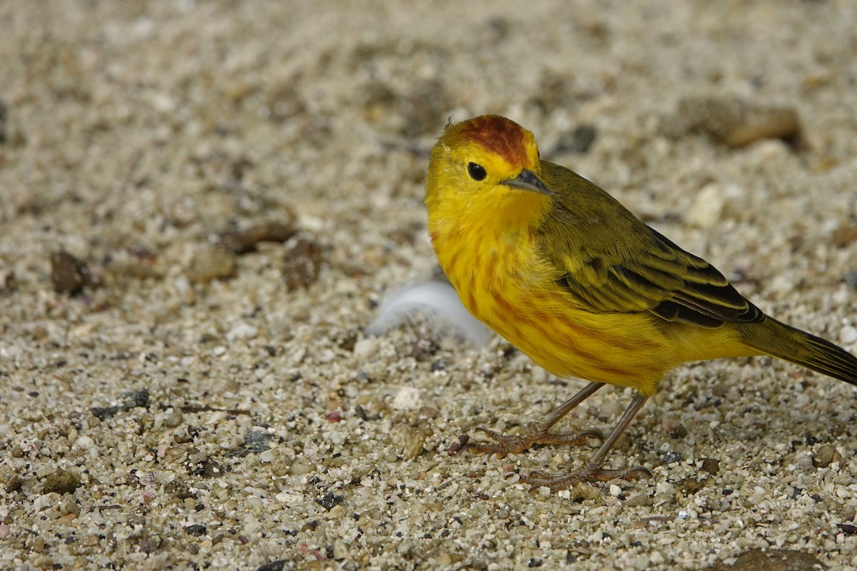 Yellow Warbler (Galapagos) - ML572262601