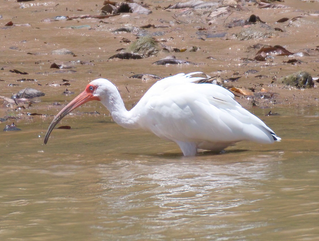 ibis bílý - ML572262921