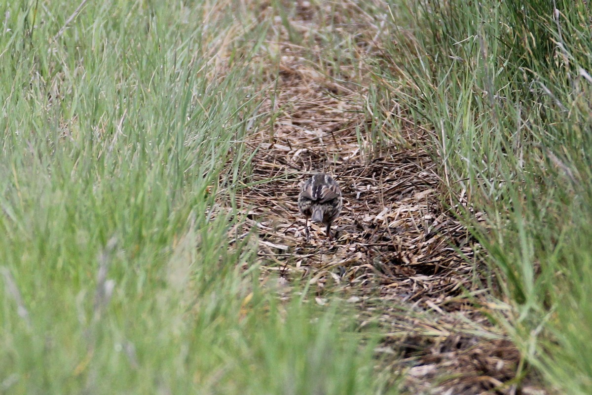 Saltmarsh Sparrow - ML57226301