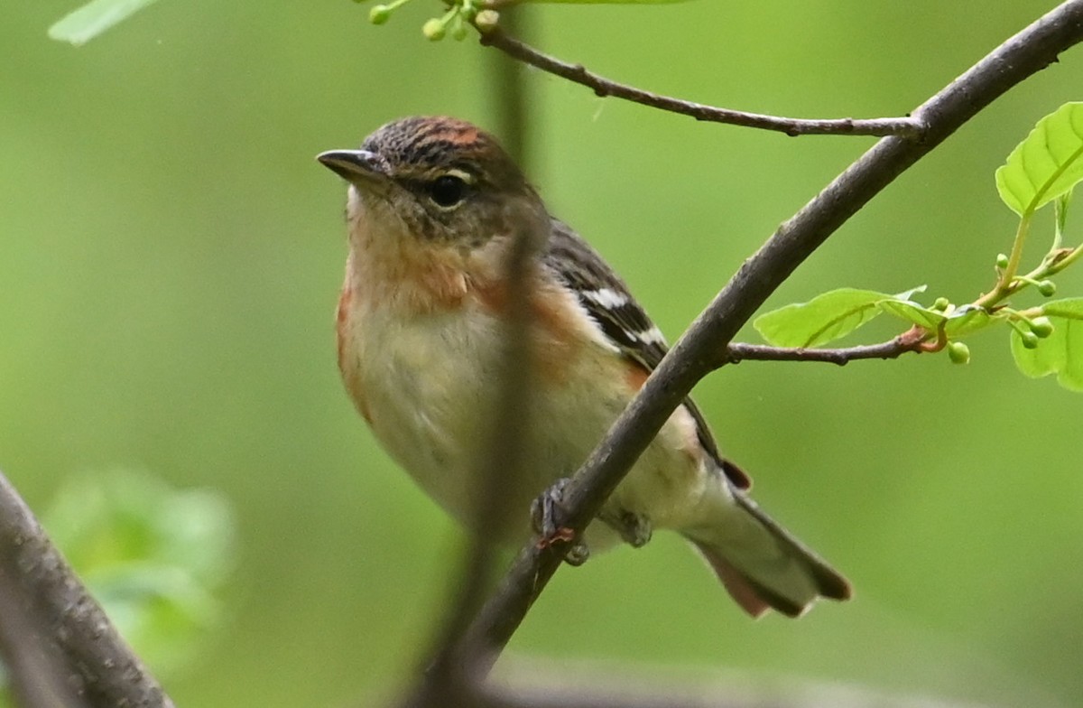 Bay-breasted Warbler - ML572263491