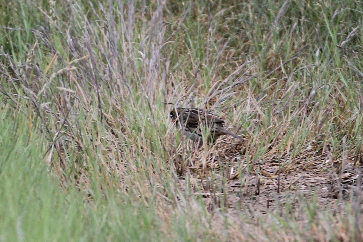 Saltmarsh Sparrow - ML57226381