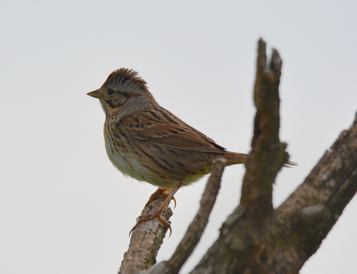 strnadec pruhohlavý - ML572264541