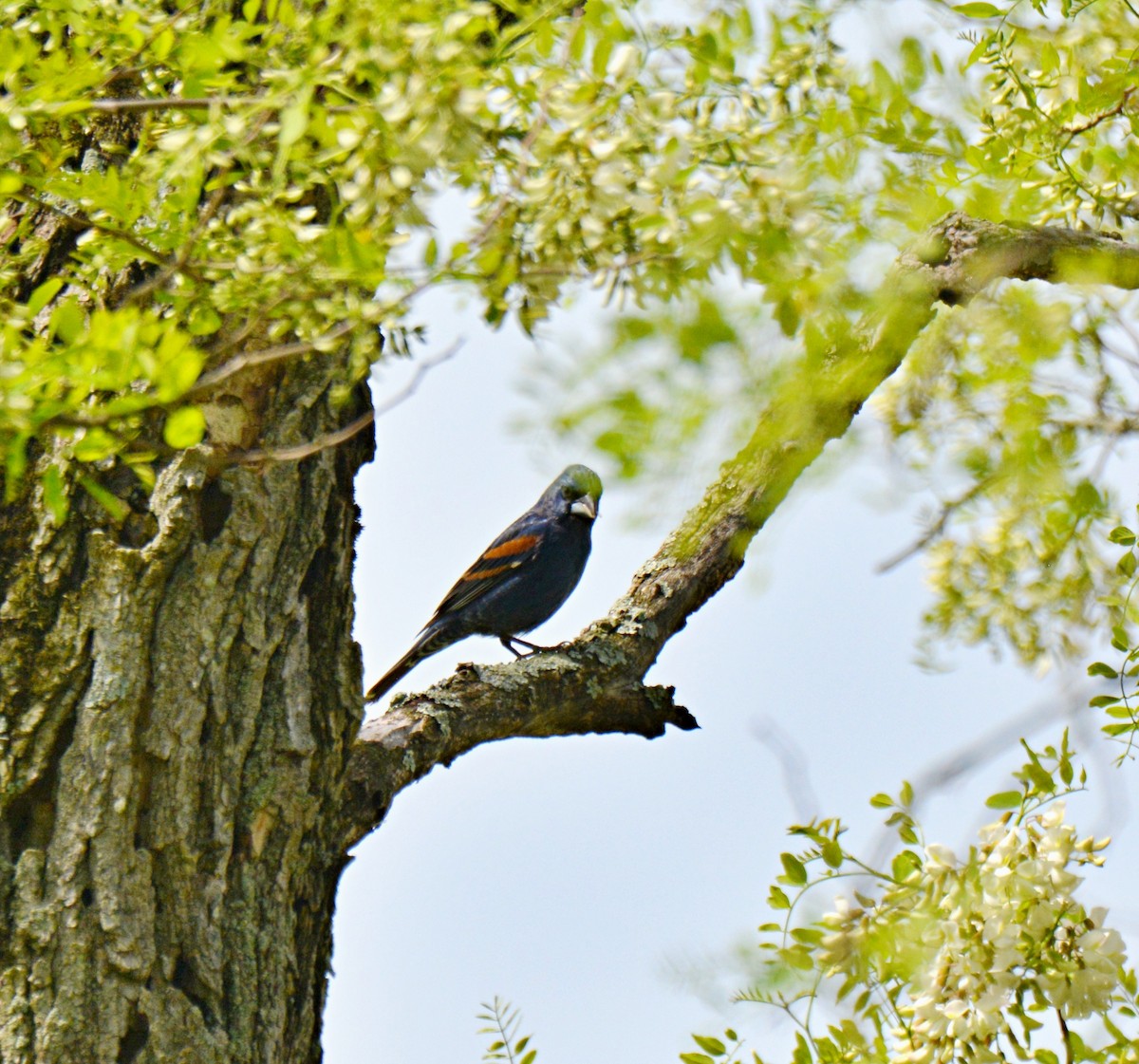 Blue Grosbeak - Joel & Paula Farwell