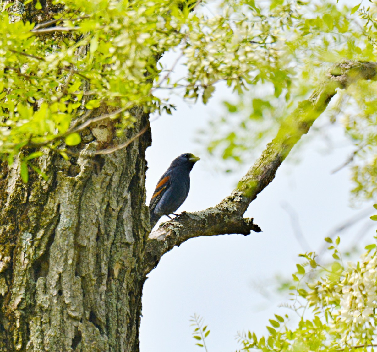 papežík modrý - ML572265071