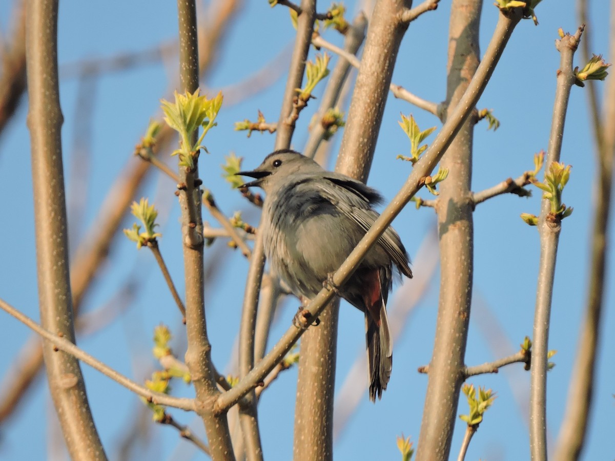 Gray Catbird - Mike Norton