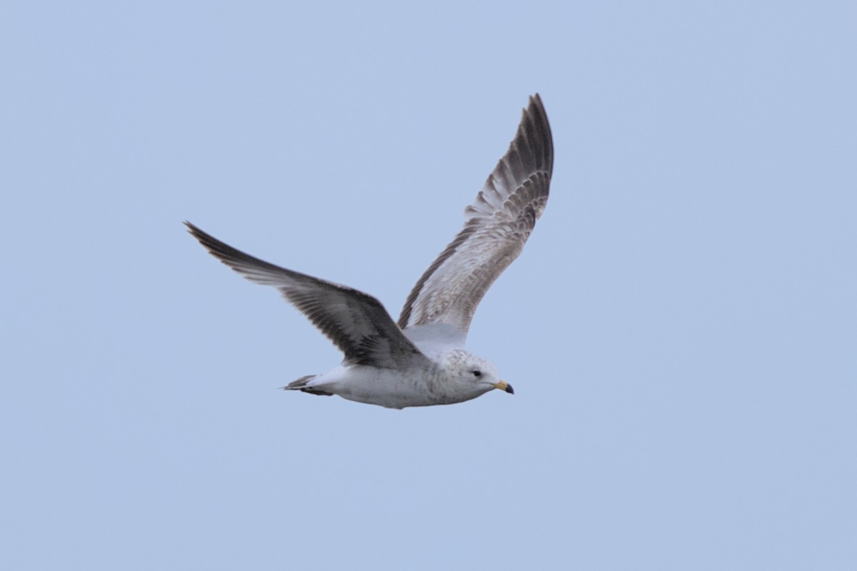 Ring-billed Gull - ML572265391