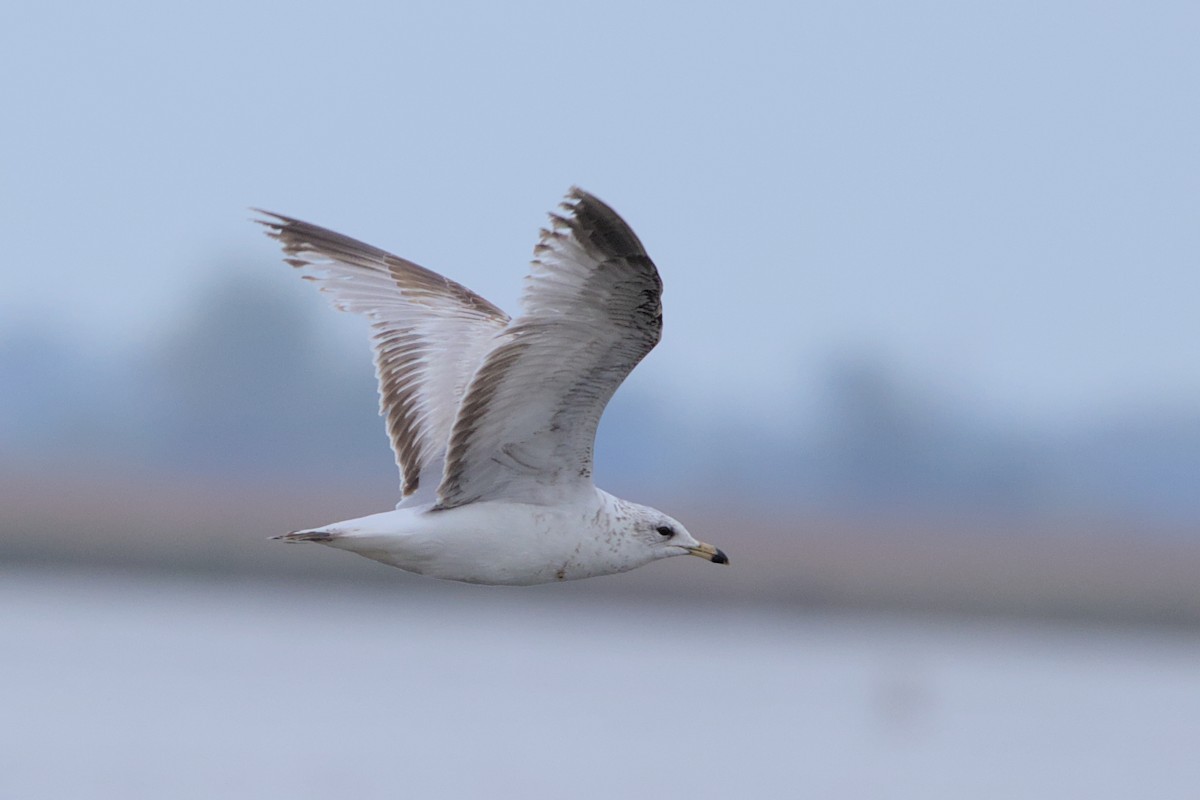 Ring-billed Gull - ML572265401