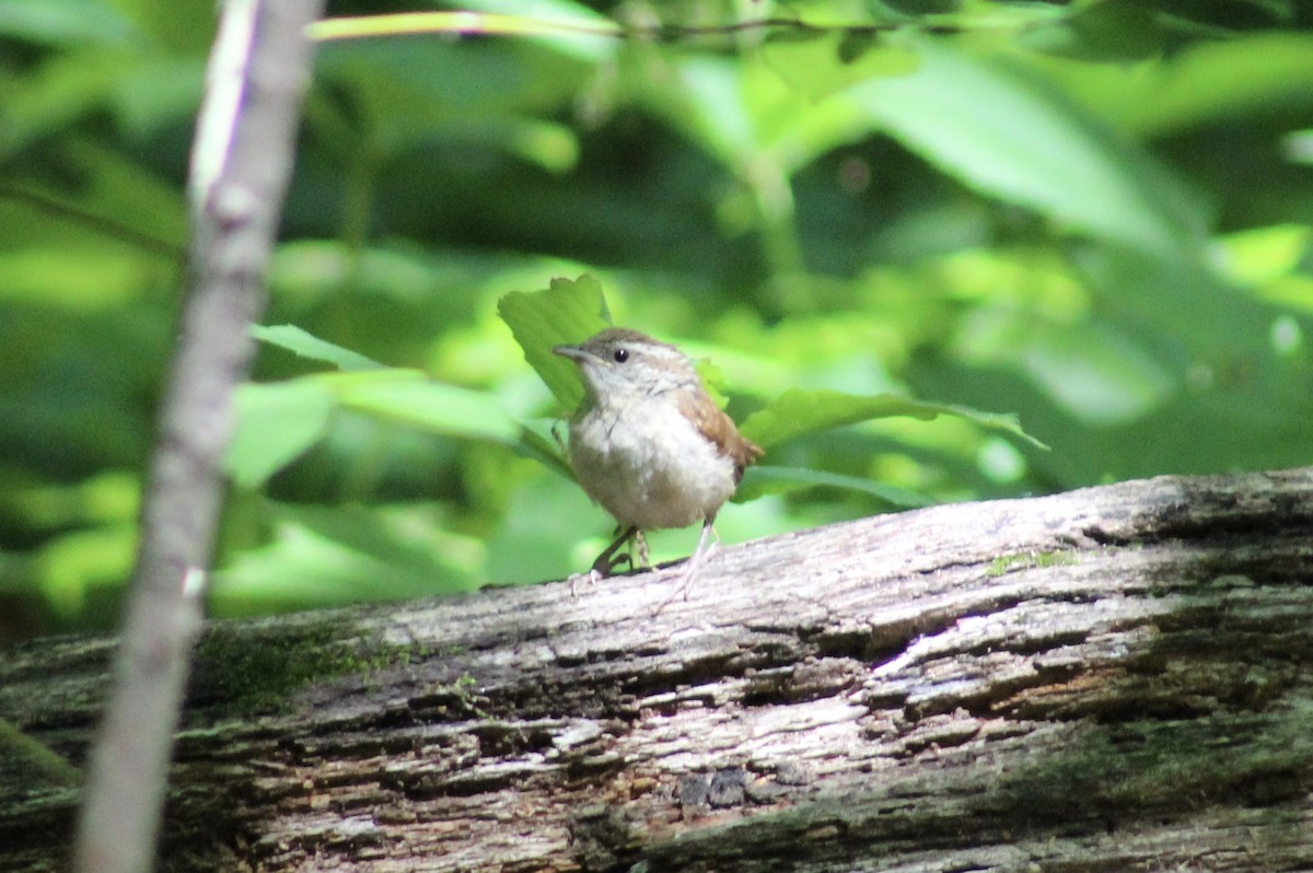 Carolina Wren - ML572265931