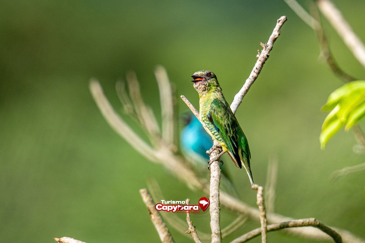 Swallow Tanager - ML572266241