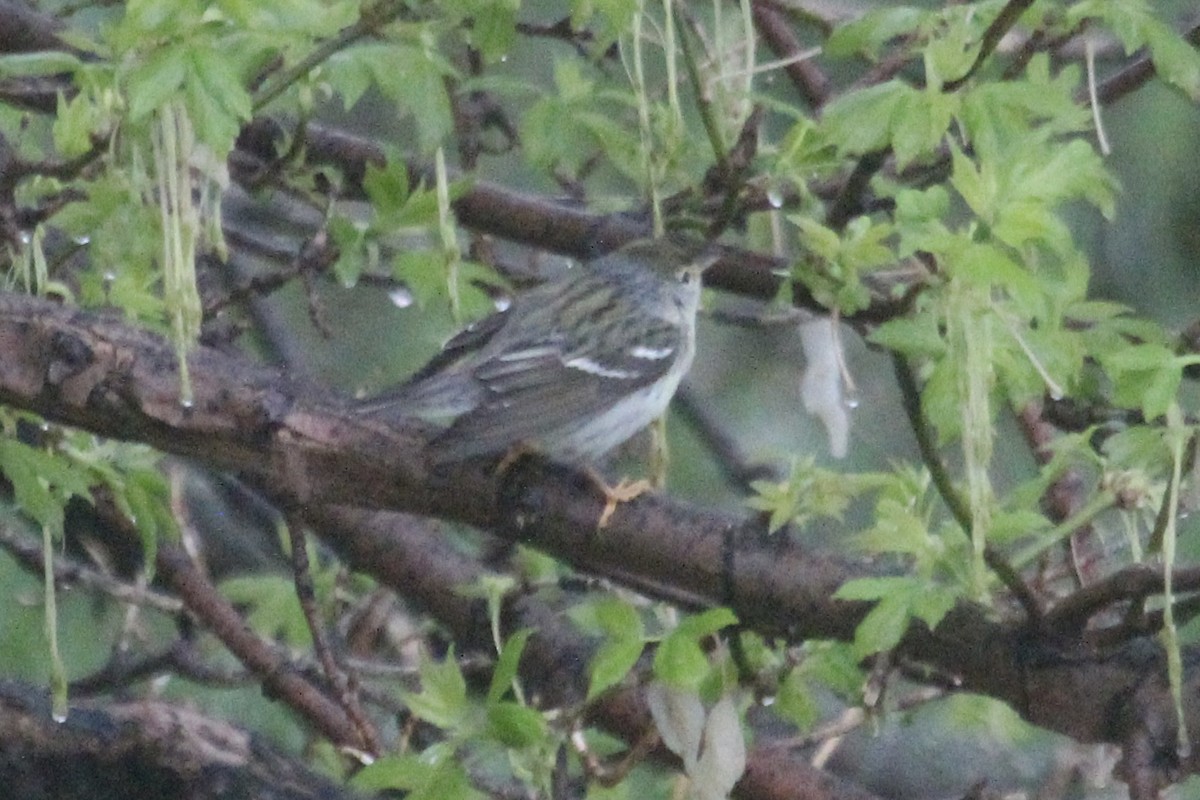 Blackpoll Warbler - ML572266701