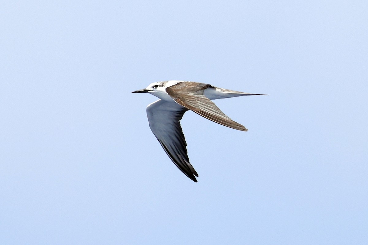 Bridled Tern - ML572266971