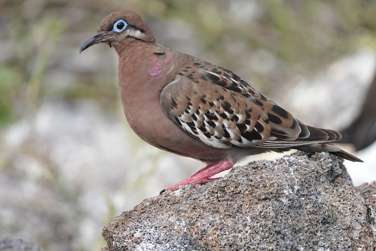 Galapagos Dove - ML572267351