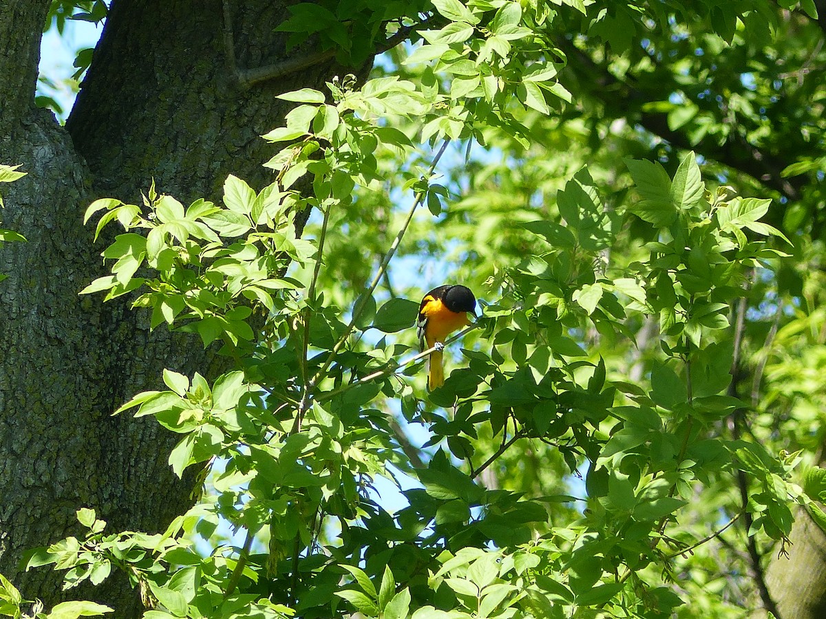 פזאי צפוני - ML57226741
