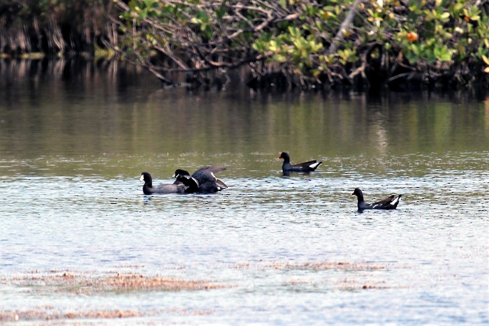 American Coot - ML572267481