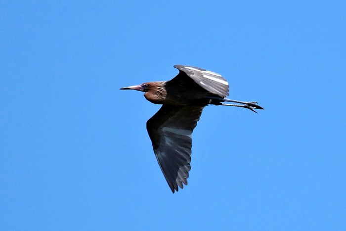 Reddish Egret - ML572267681