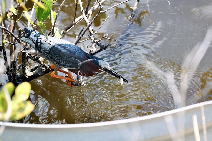 Green Heron - ML572268061